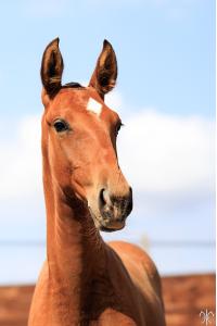 Photo cheval a vendre SYRACUSE DE LA GESSE